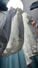 森马短袖T恤男索罗娜凉感抗菌夏装设计感印花休闲圆领t恤101324100154 实拍图