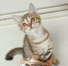 卫仕猫多维200片*3 猫用复合维生素片维生素b美毛宠物营养猫咪维生素 实拍图