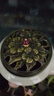 榄菊蚊香加大盘30单圈/筒家用艾草盘香长效驱蚊驱虫防蚊虫艾叶黑蚊香 蚊香30圈+陶瓷香炉 实拍图