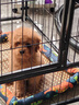嘟可亲（DUKEQIN）泰迪专用狗狗沐浴露贵宾犬泰迪狗宠物香波小狗幼犬洗澡除臭洗发水 实拍图