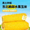 京鲜生东北水果玉米3.6斤 8根单根220g东北甜玉米棒开袋即食 源头直发 实拍图
