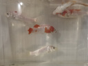 宠街坊鱼缸一体缸造景生态小鱼缸桌面水族箱金鱼斗鱼PET透明鱼缸送礼 实拍图