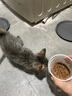 伯纳天纯经典系列幼猫猫粮 金枪鱼蔓越莓口味10kg/20斤 实拍图