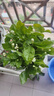 【雅之典】重瓣茉莉花盆栽室内观花植物四季好养带花苞开花不断绿植 茉莉花10-12颗【大号敞口盆】 好养活 实拍图