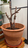 花盆土陶红陶土花盆60年代老式泥瓦盆黑陶大口径透气吸水不上釉花 红陶 口径26高19(2个装) 实拍图