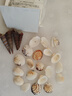 天然海螺贝壳鱼缸水族箱造景装饰工艺品收藏小礼物 天然贝壳海螺50g装【20个左右】 多种款式混装随机发货 实拍图