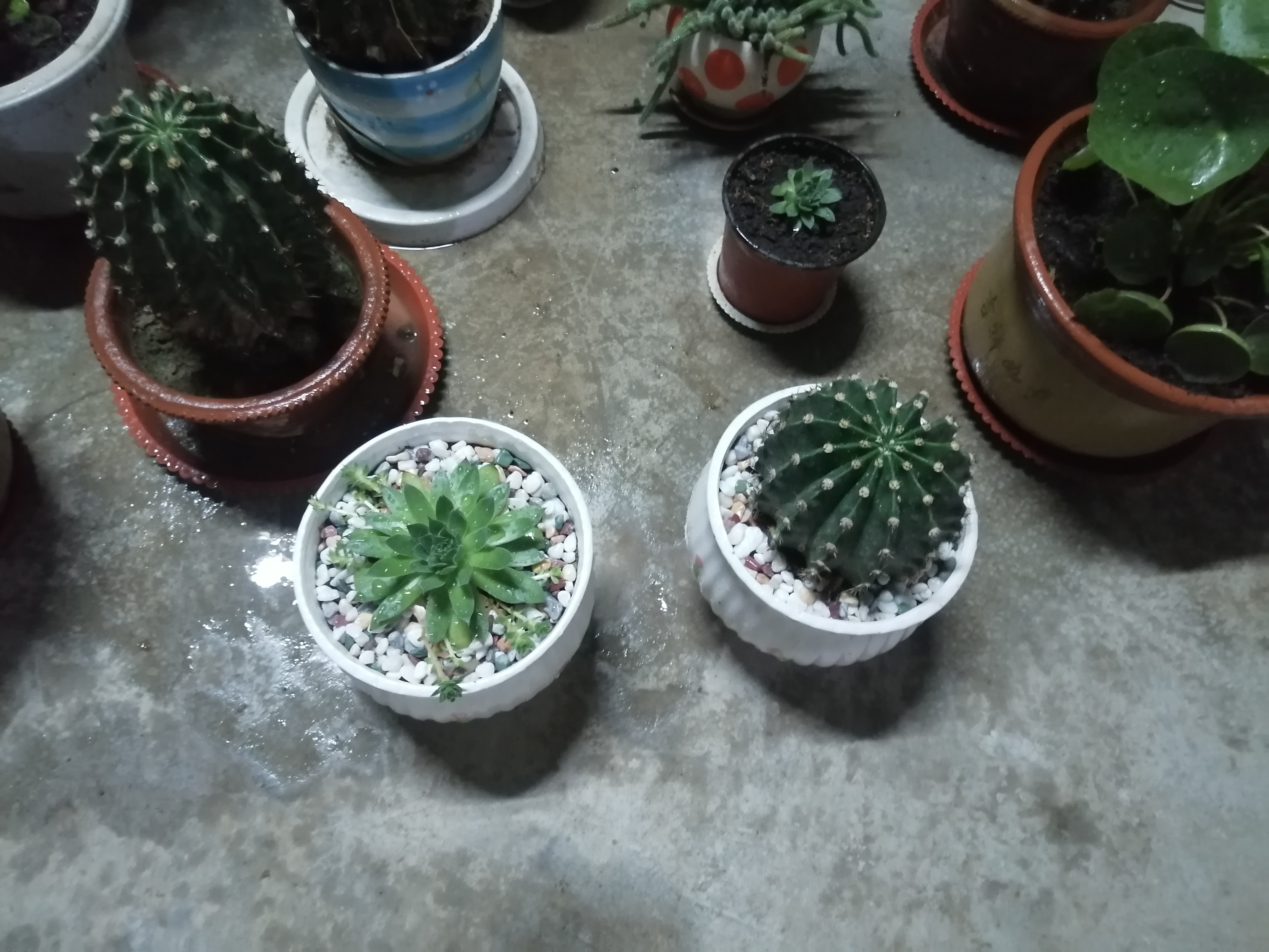 仟尚艺花盆陶瓷带托盘家用吊兰绿萝多肉花盆口径发财树绿植花盆仟尚艺 S1草花单个 大 实拍图