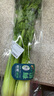 【有机】芹菜（西芹）400g 实拍图
