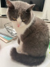 愛肯拿（ACANA）猫粮 海洋盛宴成猫幼猫粮 全价通用无谷进口鱼肉粮5.4kg效期25/11 实拍图