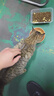 京东京造 生骨肉双拼全价猫粮-鸭肉生姜2kg 成幼猫冻干肠胃泪痕 实拍图