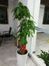 绿韵花田【两小时达】发财树鸿运当头天堂鸟大型绿植公司门口乔迁送礼 红掌盆栽 实拍图