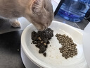 领先主食猫罐头猫咪零食湿粮无谷全价猫粮随心装85g*24罐（5种口味） 实拍图
