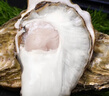 贝司令（BEISILING）【鲜活】乳山生态生蚝牡蛎贝类烧烤源头直发2XL净重4斤 海鲜水产 实拍图