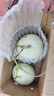 正宗玉菇甜瓜水果 南汇冰激凌甜瓜白玉菇应季现摘水果 5斤带箱【净重4.5斤】2-4个 【超值装】 实拍图