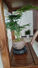 开时果 文竹盆栽桌面摆件盆景 办公室植物竹子水培绿植盆景源头直发包邮 舍得紫砂盆+苔藓+底托 实拍图