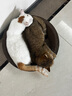 疯狂的主人圆形猫抓板窝耐磨不掉屑猫窝一体猫咪抓盆超大号抓不烂猫爪板耐抓 实拍图