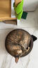 【京东物流】猫抓板磨爪猫窝一体耐磨不掉屑超大号猫玩具猫咪用品 圆形小号+猫薄荷 实拍图