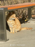 凯锐思天然猫粮成猫粮鱼肉蓝猫全价猫粮 【鲜肉双拼】升级2%冻干-12斤 实拍图