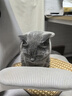 沃趣 猫砂20斤膨润土猫砂低尘结团祛味因子猫砂 实拍图