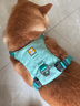 拉夫威尔ruffwear嗨轻狗狗胸背带狗背带中小型犬雪纳瑞背带式狗狗牵引绳 鼠尾草绿/雾森绿 S 实拍图