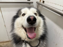 拉维佩特（LOVINGPET）狗狗牵引绳伸缩狗绳中大型犬遛狗绳柯基牵狗绳金毛拉布拉多牵引绳 迷彩绿 8米长（100斤以内） 实拍图
