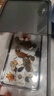 阔庭（KUOTING）鱼缸桌面透明生态鱼缸客厅水族箱黑色 实拍图