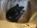 光威（GW） 光威鱼竿龙云超硬台钓竿 碳素鱼竿超硬鱼杆28调鲤鱼黑坑 4.5m 龙云三代 实拍图
