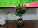 开时果 小叶赤楠盆景摆件 办公室桌面绿植花卉好养盆栽植物源头直发包邮 【热销款】舍得紫砂盆+苔藓+底座 实拍图