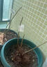 京东物流花盆绿植盆栽青山盆控根盆透气树脂塑料多肉月季大号花盆 控根3号（口径18cm）2个盆 不带托盘 实拍图