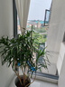 叹为观止 大型盆栽 单杆辫子发财树天堂鸟绿萝散尾葵办公室内开业乔迁礼品 柳叶百合竹1.2-1.4米 含盆 实拍图