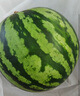 【产地直采】麒麟奶油西瓜 约4.5kg 实拍图