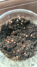 IAM City Farmer凤仙花 儿童植物观察杯 科学课植物种植盆栽根系生长DIY观察10036 实拍图