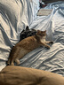 冠能猫粮室内成猫猫粮7kg 全价猫粮 添加膳食纤维 控制毛球 实拍图