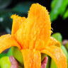 三亚芒果  海南芒果新鲜水果生鲜整箱当季大青皮芒 热带孕妇芒果 10斤装(净果8.5-9斤)单果200克+ 实拍图
