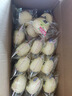 港荣蒸蛋糕椰香800g 面包零食早餐饼干蛋糕中西式糕点纯蛋糕甜品礼品 实拍图