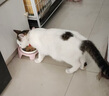 parlmu帕蓝姆猫罐头0胶质孕猫怀孕产后下奶猫咪月子营养羊奶罐头85g*6罐 实拍图