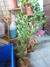 特大果高产蓝莓苗带土发货蓝莓树苗南方北方种植盆栽地栽当年结果 5年苗（当年结果多） 40cm(含)-50cm(不含) 实拍图