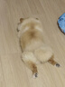 皇家狗粮 博美成犬狗粮 犬粮 宠物小型犬 PM26 全价犬粮 ≥8月 2KG 实拍图