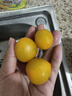 京地达山东阳光小番茄黄色柿子净重4.5斤 新鲜现摘水果自然成熟源头直发 实拍图