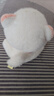 威尔通（WELTSTON）毛绒玩具博美小狗公仔玩偶摆件抱枕娃娃儿童生日礼物女生 俊介犬 实拍图