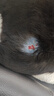 华元宠具（hoopet）猫咪伊丽莎白圈项圈宠物狗狗圈耻辱圈颈圈脖圈头套犬防舔头罩头套 实拍图