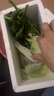 【送沙拉酱】新鲜冰草冰菜沙拉菜火锅即食生吃生菜送沙拉酱西餐厅 新鲜冰草1斤 实拍图