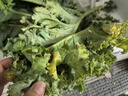 新鲜羽衣甘蓝时令西餐沙拉榨汁果汁健康轻食农家甘蓝 【寿光直发】净重1斤 实拍图