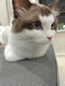 弗列加特 96%高肉含量主食营养猫条 幼猫湿粮猫条 鲜肉鸡肉羊奶味15g*50支 实拍图