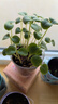 IAM City Farmer凤仙花 儿童植物观察杯 科学课植物种植盆栽根系生长DIY观察10036 实拍图