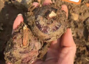 广西马蹄  荔浦荸荠 现挖现发 地梨地栗 时令新鲜 精选特大5斤9斤 5斤精品特大果 实拍图
