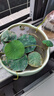 九千谷水仙陶瓷花盆 碗莲铜钱草花盆睡莲无孔水培水仙花盆 大号青瓷4091 实拍图