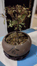 小叶赤楠老桩苗紫檀微景观水培办公室四季好养金丝楠木绿植 小叶赤楠+紫砂舍得盆+苔藓+复古底座 实拍图
