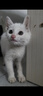 旺园兴中华田园猫猫幼崽花猫小白猫2-3月真猫白狸猫家小土猫超小家养猫 田园级 洁白小白猫【母】 晒单实拍图
