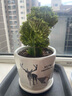 裕轩堂花盆陶瓷家用吊兰蝴蝶兰绿萝带托盘大号个性阳台简约多肉室内套装 网红组合（四个中号）D款 中等 实拍图